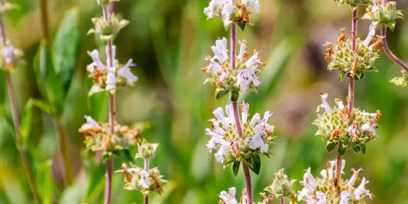 Black Sage flowers