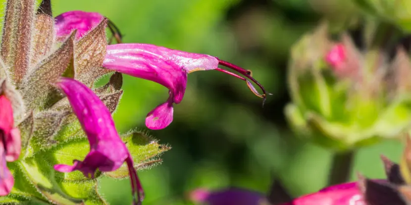 Hummingbird Sage flowers