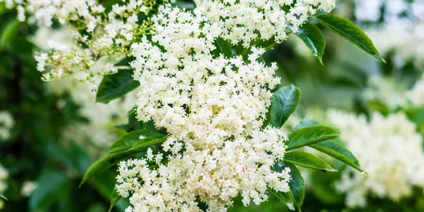 Elderberry flowers