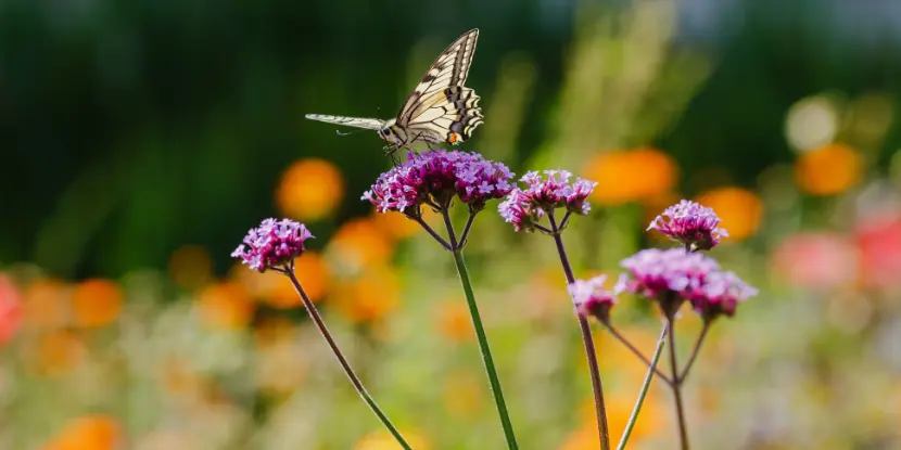 A butterfly on a cluster of verbena bonariensis flowers