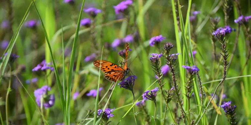 Purple moss verbena flowers