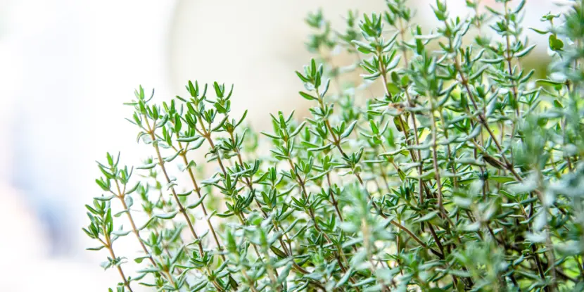 Thyme plants