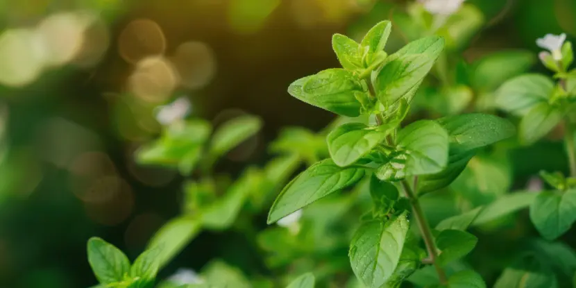 Oregano plants