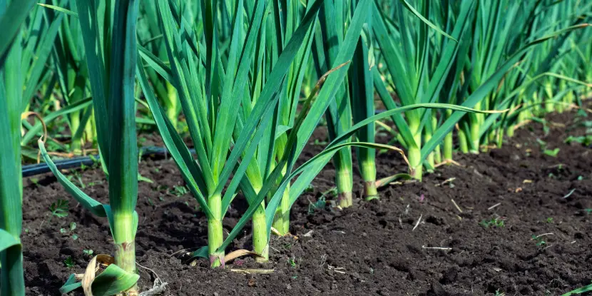 Garlic plants