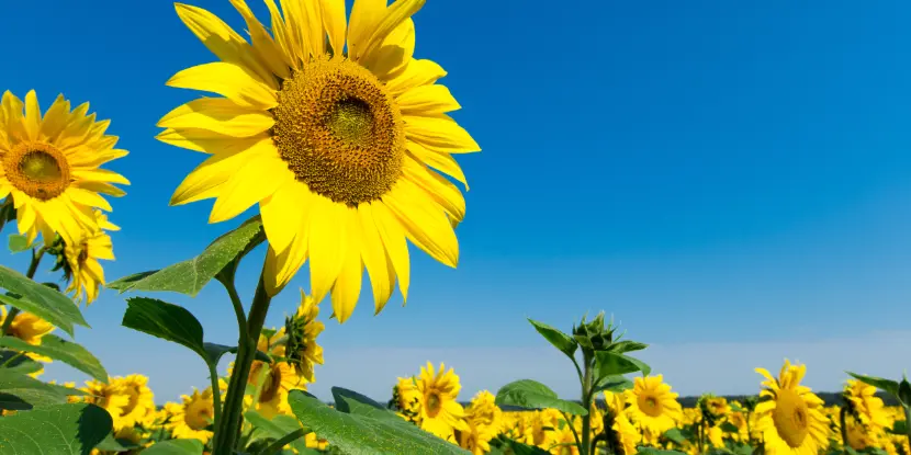 Sunflowers in a field