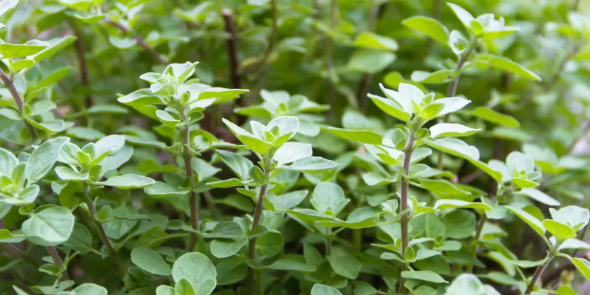 Mint plants