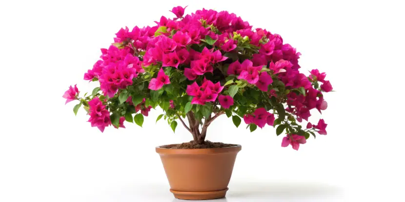 A potted bougainvillea pruned into a shrub