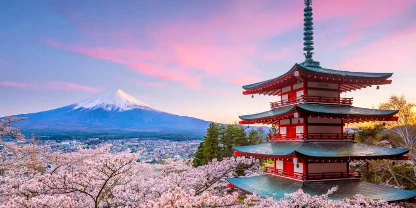 Blooming Japanese cherry trees with Mt. Fuji in the background