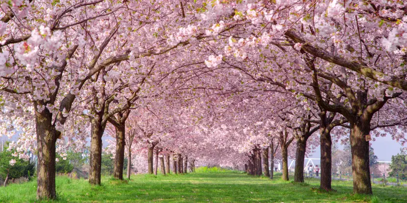 A park lined with blooming cherry trees