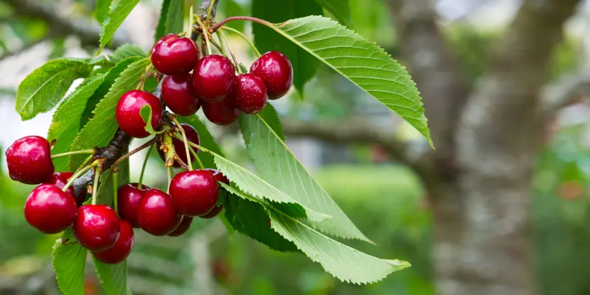 Bing cherries ripening on the tree
