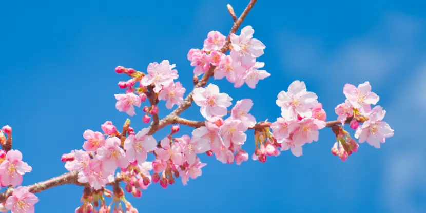 A close-up of pink cherry blossoms