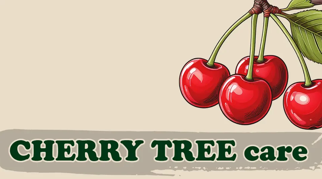 Cherry Tree Care in a Warm Climate