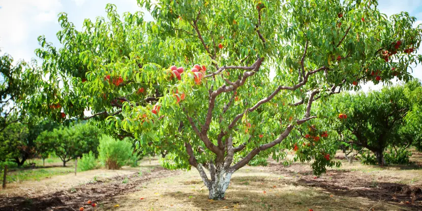 A mature peach tree in an orchard