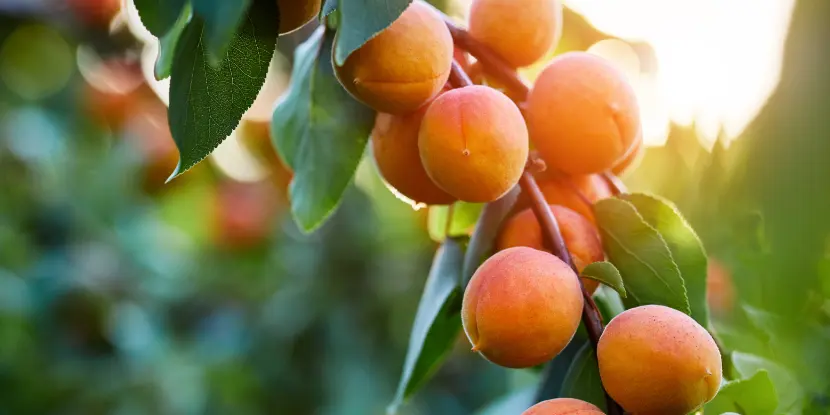 A peach tree branch laden with fruit