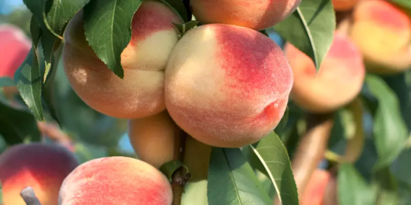 Closeup of ripening peaches