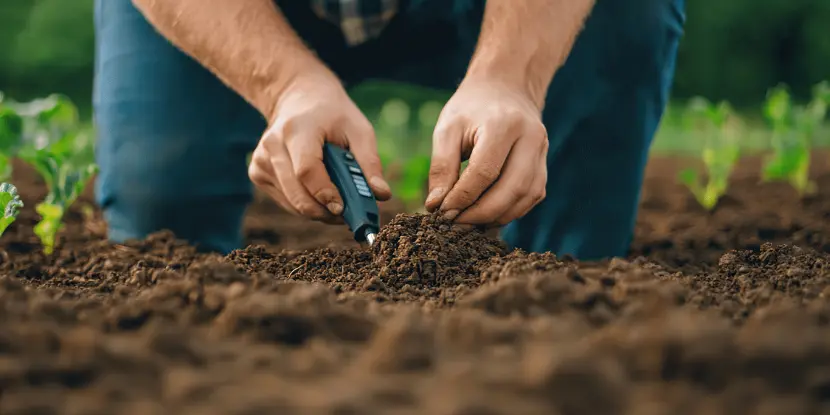 A gardener tests the soil
