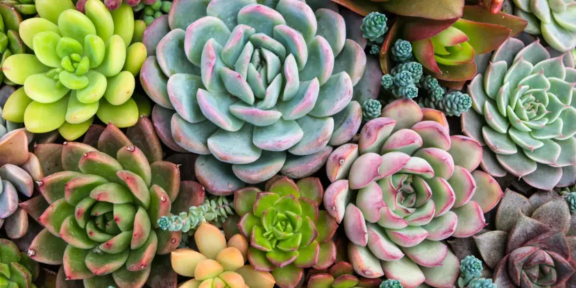 Succulents in a garden