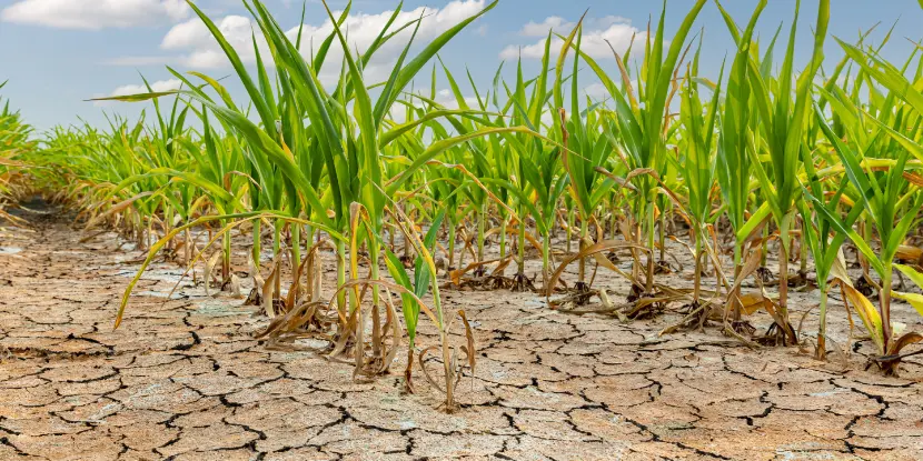 A cornfield struggles in drought conditions