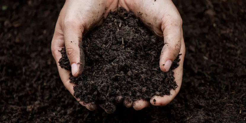 A gardener holds fresh compost