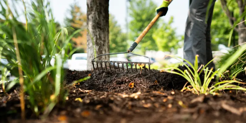 A gardener spreading mulch