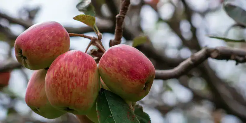 Anna apples on the tree