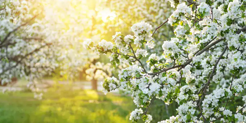 Blossoming apple trees