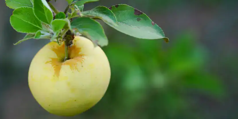 A Dorsett Golden apple ripening on the tree