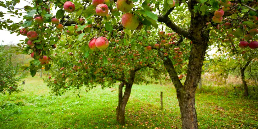 An apple orchard in full fruit