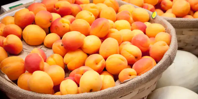A basket full of apricots