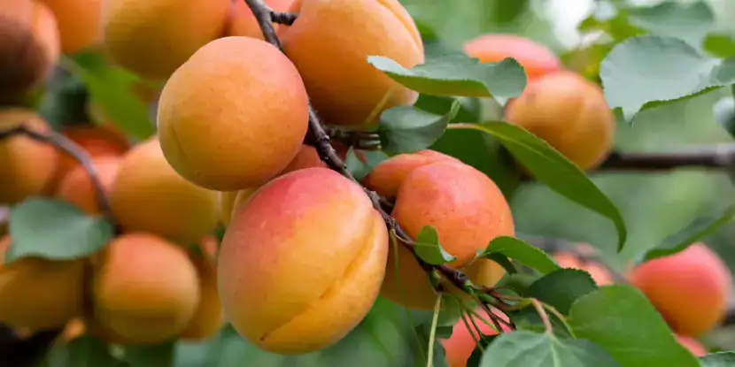 Ripe apricots on the tree