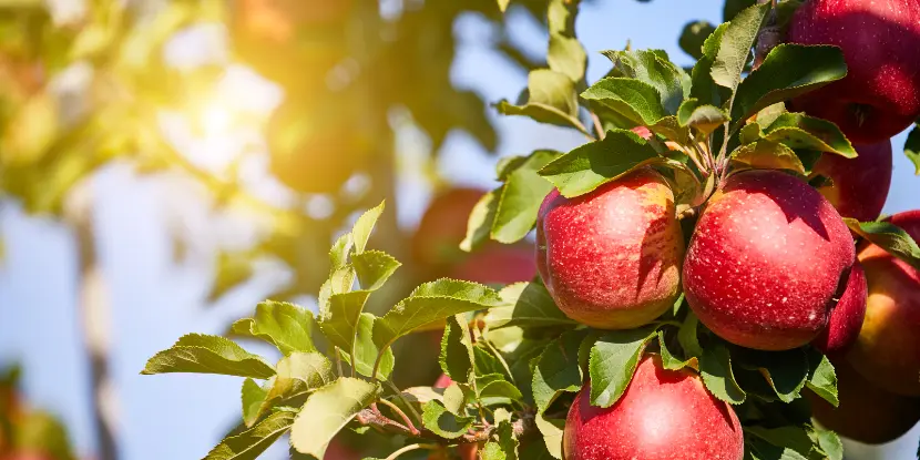 Ripe apples on the tree