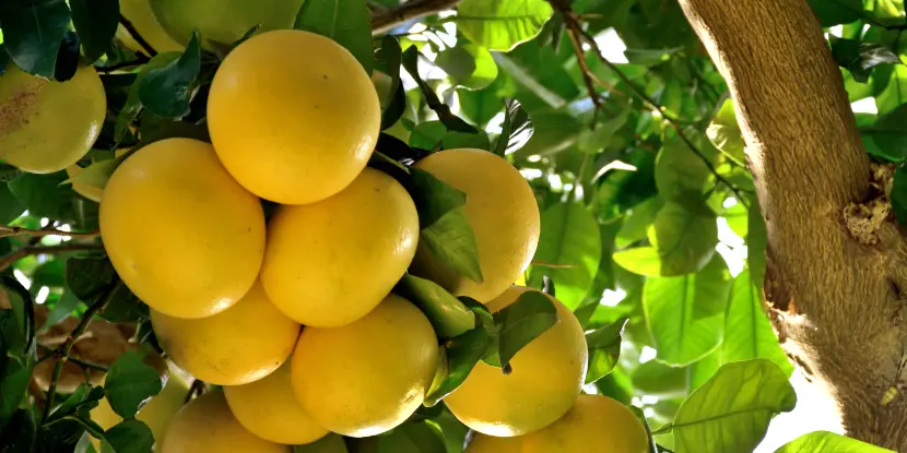 Grapefruit on the tree