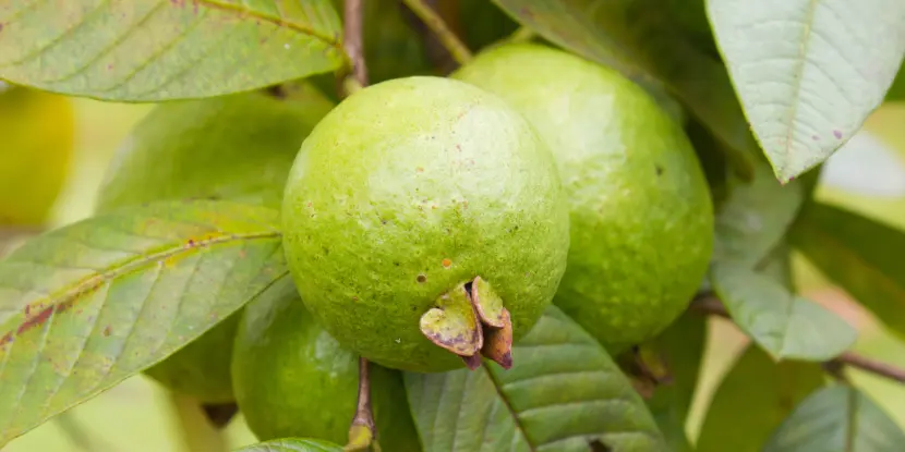 Guavas on the tree