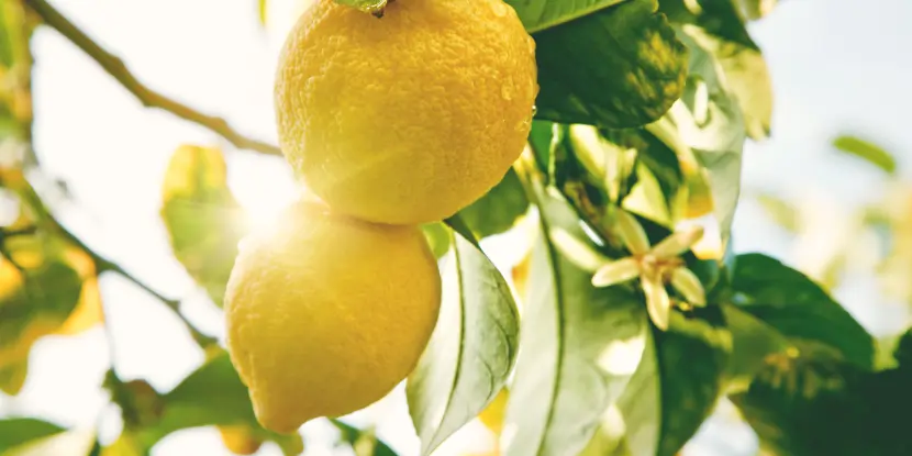 Ripe lemons on the tree