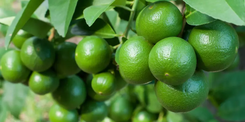Limes on the tree