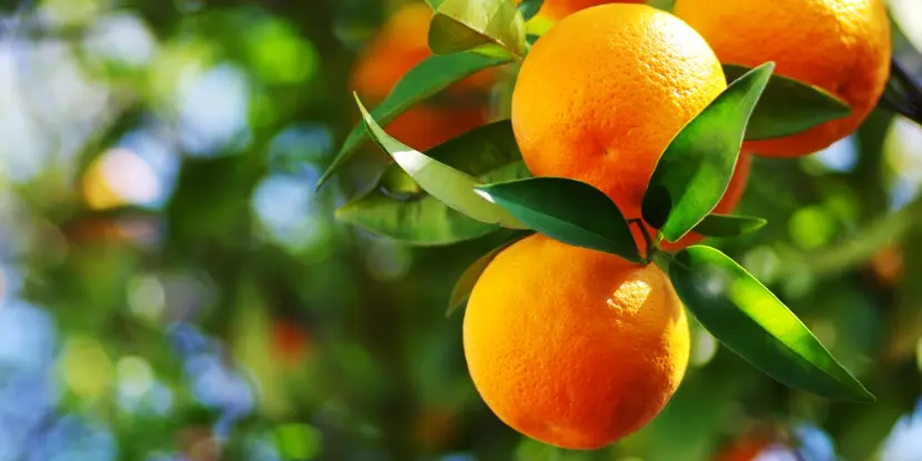 Ripe oranges on the tree