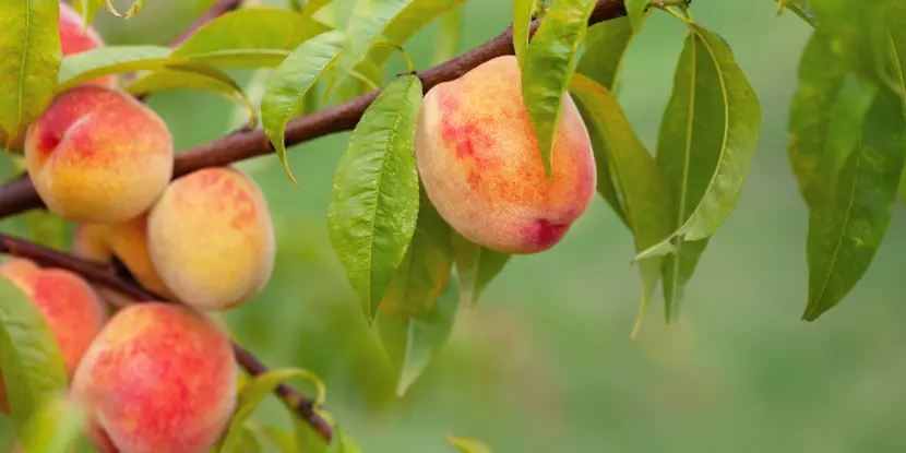 Ripening peaches on the tree