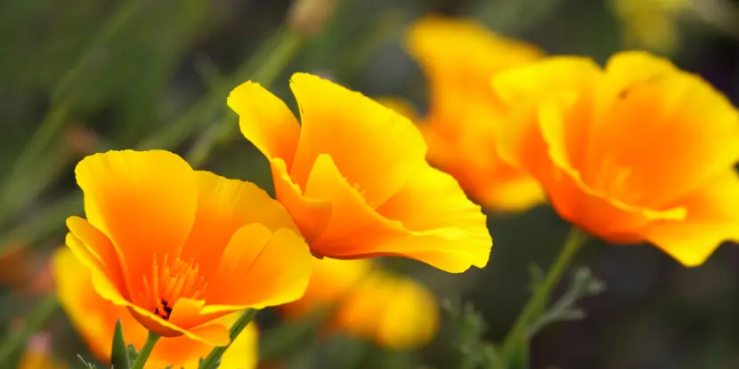 California Poppy flowers