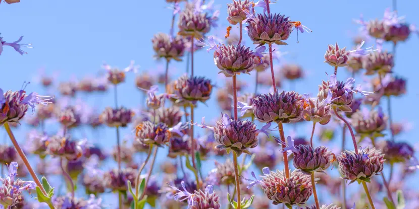 Cleveland Sage flowers