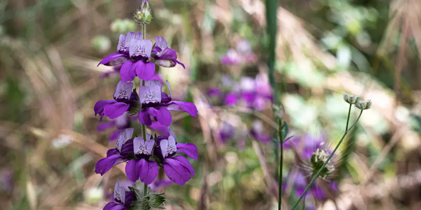 Purple Chinese Houses blossoms