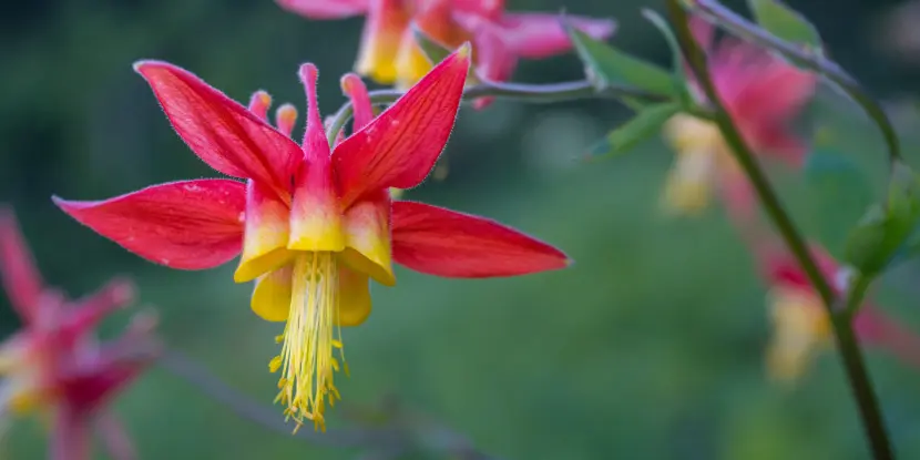 Western Columbine flower