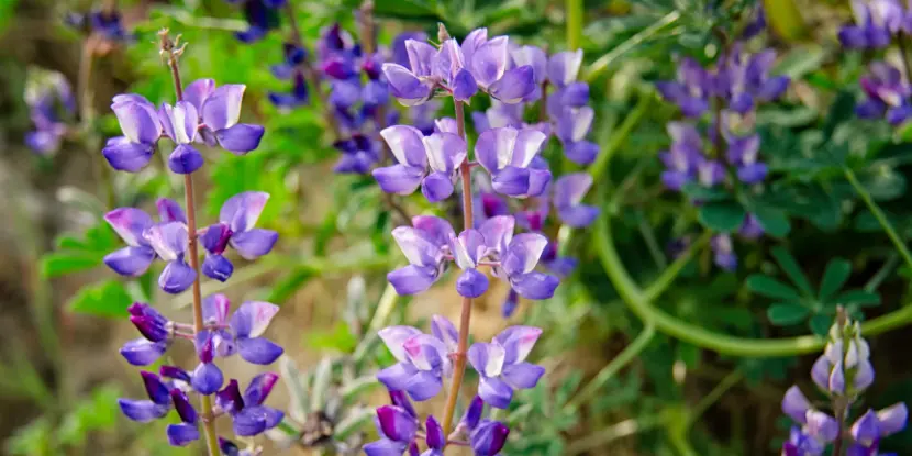 Arroyo Lupine flowers on tall stems