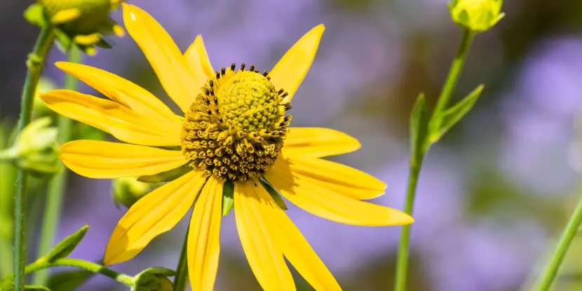 California Coneflower bloom