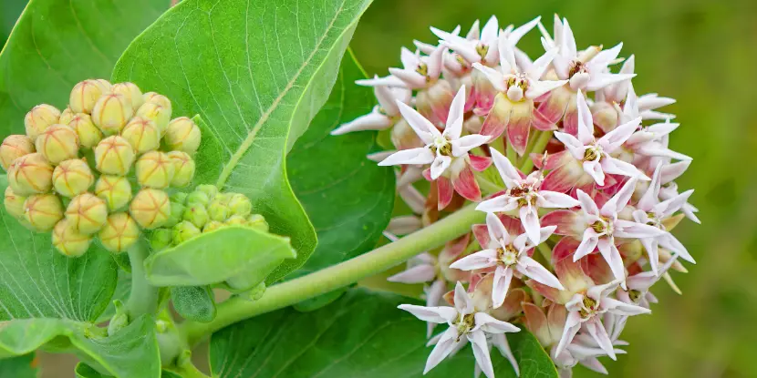 Showy Milkweed blossoms
