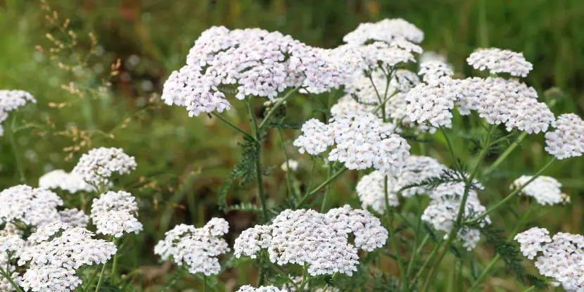 Yarrow flowers