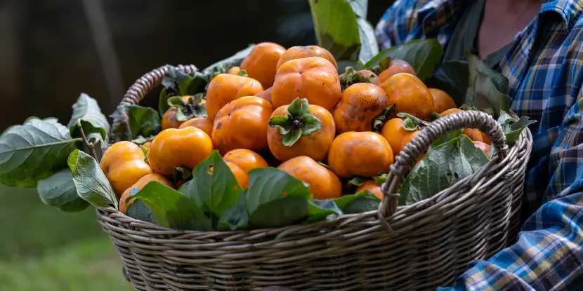 A bountiful harvest of Fuyu Persimmons