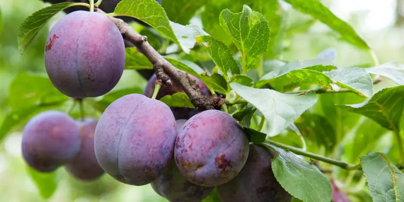 Ripe plums on the tree