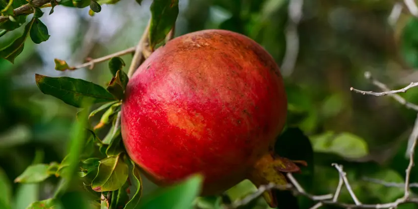 A ripening pomegranate