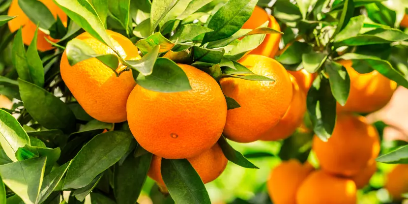 Ripe tangerines on the tree
