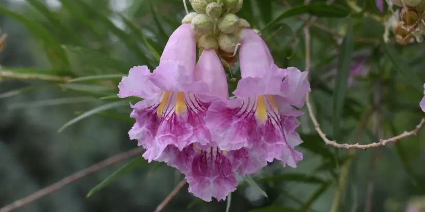 A close-up of trumpet-shaped Desert Willow flowers